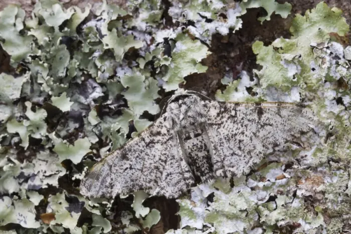 Framed Print : Peppered Moth - on lichen - UK Framed Print : Peppered Moth - on lichen - UK