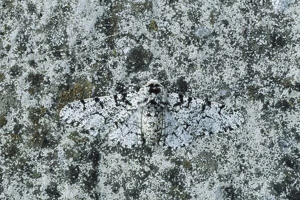 Peppered Moth - Normal form - Essex - UK IN000194