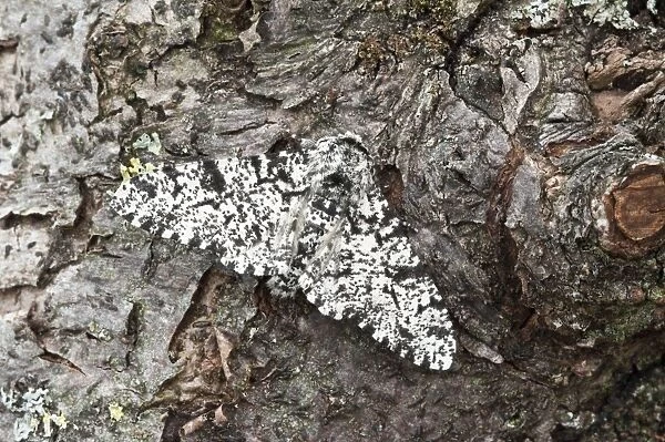 Peppered Moth - North Lincolnshire - England