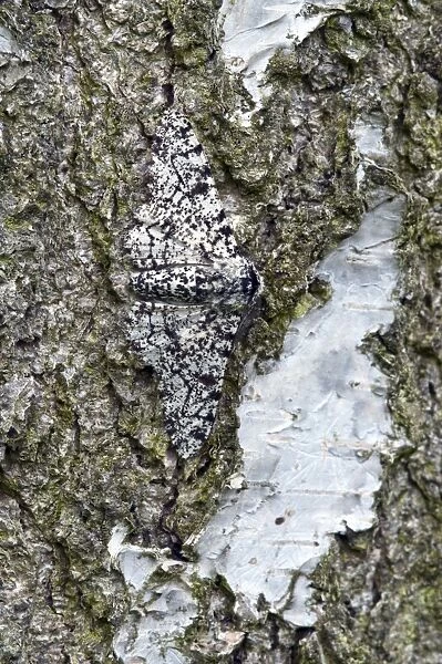 Peppered Moth - resting on trunk of birch tree - Lincolnshire - England