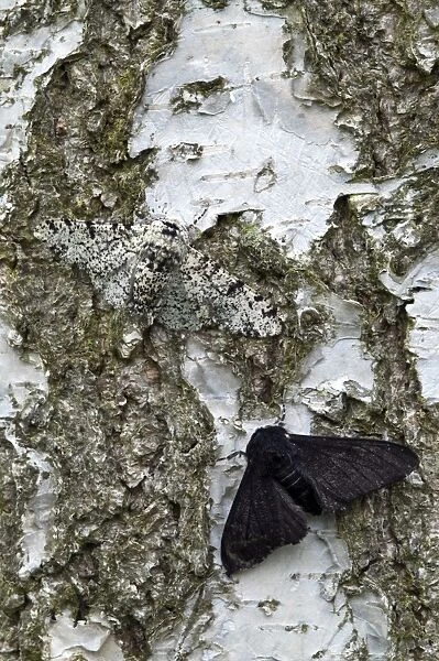 Peppered Moths - normal and black form - resting on trunk of birch tree - Lincolnshire - England