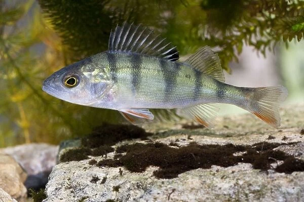 Perch - Photographed underwater with fins raised, Wiltshire, England, UK