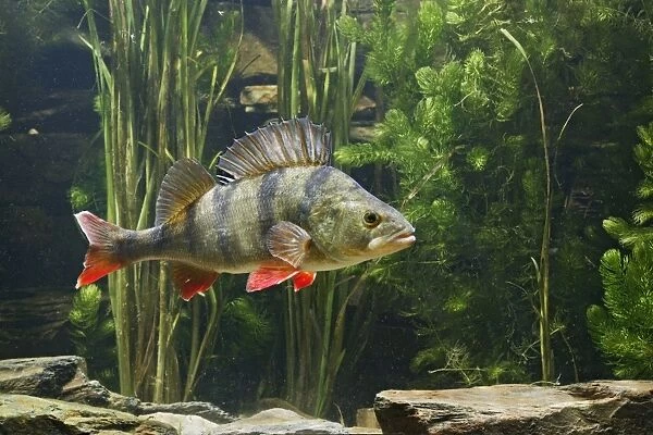 Perch – use weeds as camouflage – dorsal fin up – side view - Europe UK