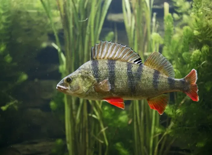 Framed Print : Perch – use weeds as camouflage – dorsal fin up – side view - Europe UK Framed Print : Perch – use weeds as camouflage – dorsal fin up – side view - Europe UK