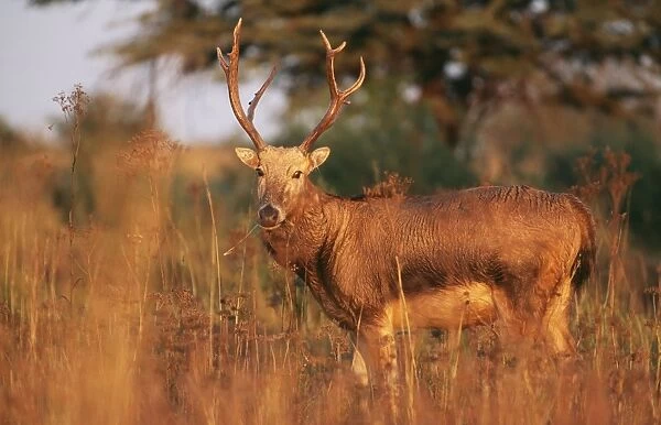 Pere David's Deer - male - extinct in wild - National Zoological Gardens - Pretoria - S. Africa