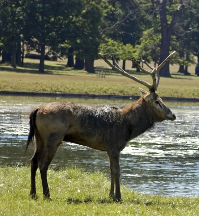 Framed Print : Pere David's deer / Milu - with worn antlers. Woburn Park, Bedford, UK Framed Print : Pere David's deer / Milu - with worn antlers. Woburn Park, Bedford, UK