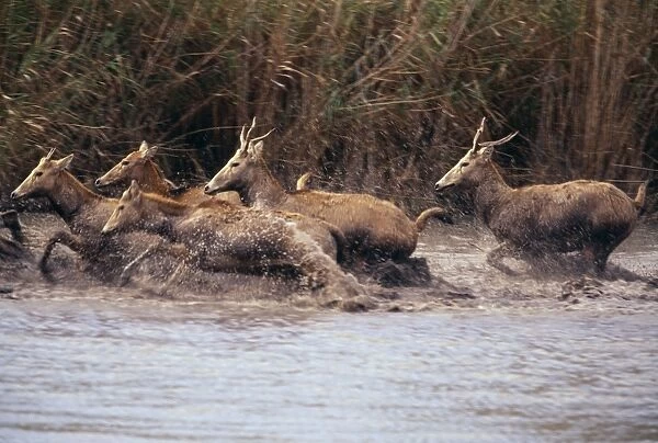 Pere David's Deer - running through water. Extinct in wild National Zoological Gardens, Pretoria, South Africa