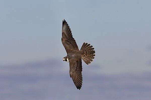 Peregrine Falcon. JZ-2439. Peregrine Falcon