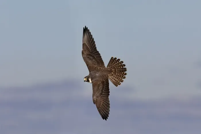 Framed Print : Peregrine Falcon Framed Print : Peregrine Falcon