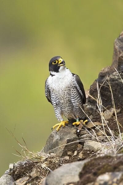 Peregrine Falcon - adult Connecticut in April