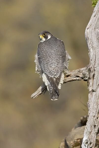 Peregrine Falcon - adult Connecticut in fall migration
