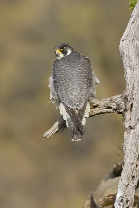 Framed Print : Peregrine Falcon - adult Connecticut in fall migration Framed Print : Peregrine Falcon - adult Connecticut in fall migration
