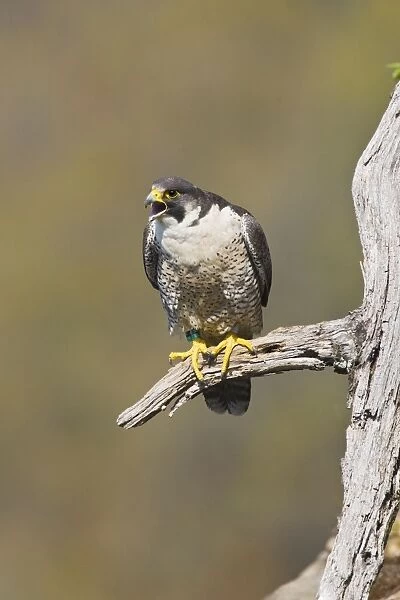 Peregrine Falcon - adult. Connecticut in May