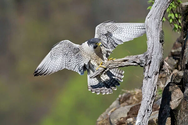 Peregrine Falcon - adult. Connecticut in May