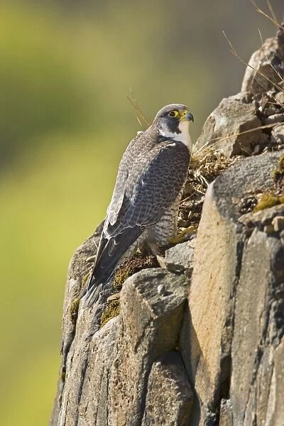 Peregrine Falcon adult - Connecticut USA - April