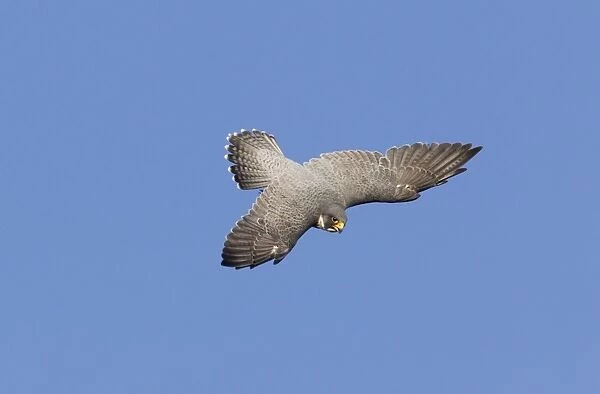 Peregrine Falcon - adult in flight - during fall migration - Connecticut in October - USA