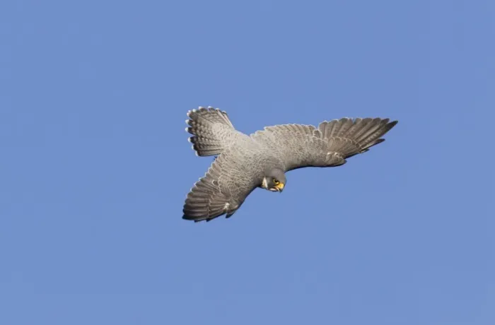 Framed Print : Peregrine Falcon - adult in flight - during fall migration - Connecticut in October - USA Framed Print : Peregrine Falcon - adult in flight - during fall migration - Connecticut in October - USA