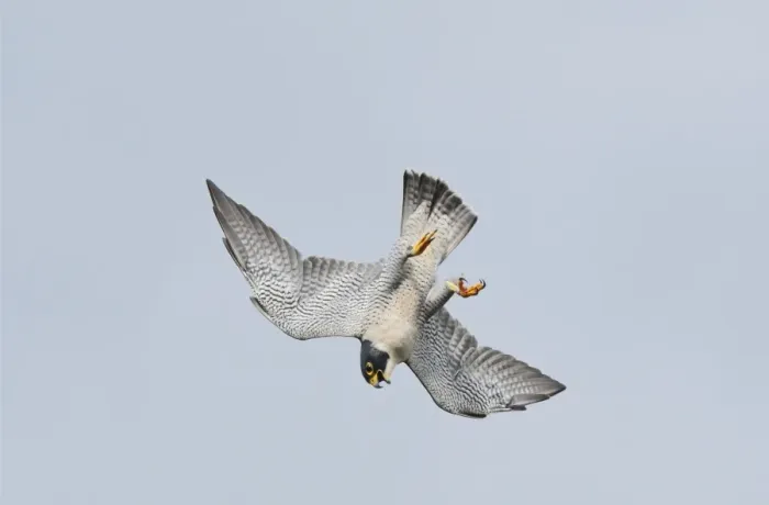 Framed Print : Peregrine Falcon - adult in flight - October - Connecticut - USA Framed Print : Peregrine Falcon - adult in flight - October - Connecticut - USA