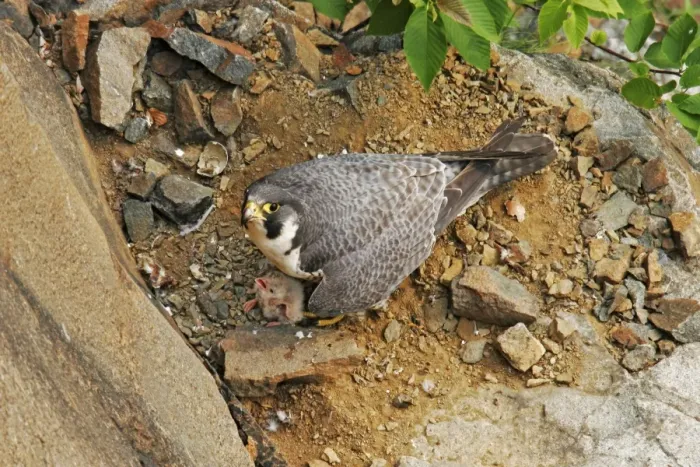 Framed Print : Peregrine Falcon - adult at nest with chick Framed Print : Peregrine Falcon - adult at nest with chick