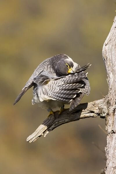 Peregrine Falcon - adult preening. Connecticut USA - April