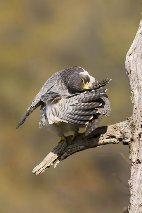 Framed Print : Peregrine Falcon - adult preening. Connecticut USA - April Framed Print : Peregrine Falcon - adult preening. Connecticut USA - April