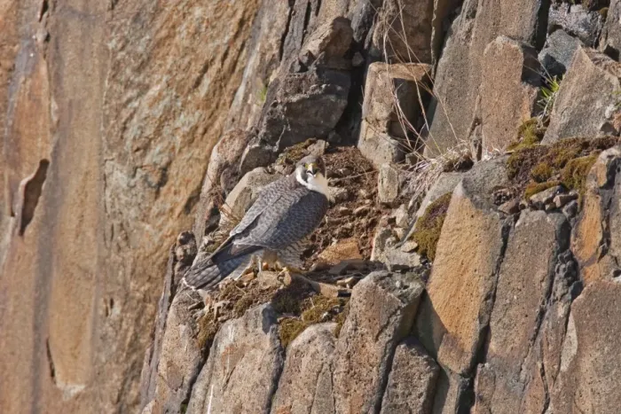 Framed Print : Peregrine Falcon - adult on rock face - April - Connecticut - USA Framed Print : Peregrine Falcon - adult on rock face - April - Connecticut - USA