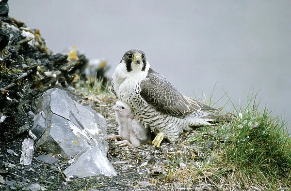 Peregrine Falcon - adult warms a chick after feeding him in the nest (a single chick because of the bad year due to the lack of lemmings as food, a natural fluctuation), a typical nest on a rocky bank of river Maksimovka, Taimyr peninsula