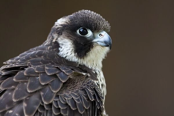 Peregrine Falcon - close-up of single immature bird. Gloucestershire, England