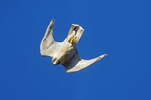Peregrine Falcon - diving