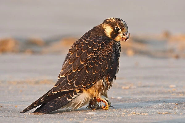 Peregrine Falcon (Falco peregrinus) juvenile