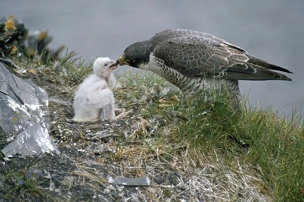 Peregrine Falcon - feeds chick on nest - Taimyr - Russian Arctic