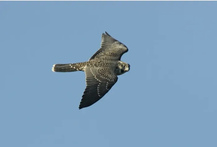 Framed Print : Peregrine Falcon - immature Framed Print : Peregrine Falcon - immature