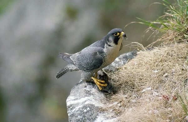 Peregrine Falcon - male with prey at nest