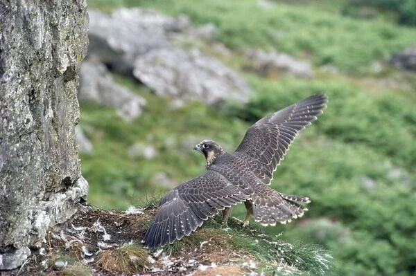 Peregrine Falcon - at nest
