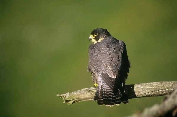 Peregrine Falcon - perched