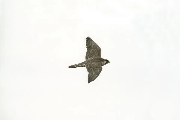 Peregrine Falcon RES 192 Falco peregrinus - Juvenile in flight © George Reszeter  /  ARDEA LONDON