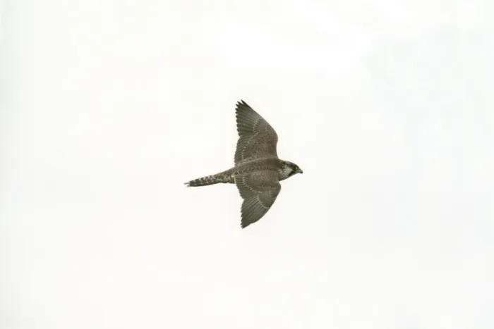 Framed Print : Peregrine Falcon RES 192 Falco peregrinus - Juvenile in flight © George Reszeter / ARDEA LONDON Framed Print : Peregrine Falcon RES 192 Falco peregrinus - Juvenile in flight © George Reszeter / ARDEA LONDON