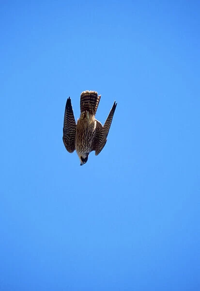 Peregrine Falcon - stooping