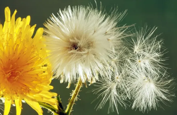 Framed Print : Perennial Sow-Thistle - in flower with seed heads Framed Print : Perennial Sow-Thistle - in flower with seed heads