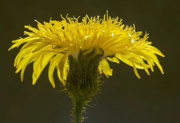 Perennial Sow-thistle - against the light, showing abundant yellow glandular hairs. Dorset