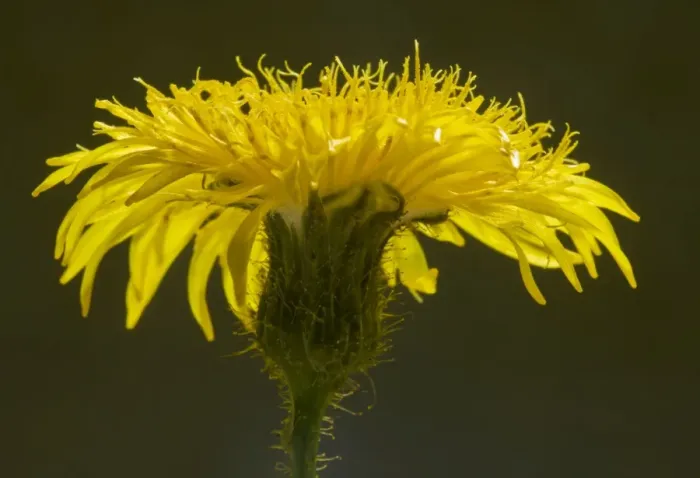 Framed Print : Perennial Sow-thistle - against the light, showing abundant yellow glandular hairs. Dorset Framed Print : Perennial Sow-thistle - against the light, showing abundant yellow glandular hairs. Dorset