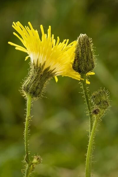 Perennial sow-thistle (Sonchus arvensis) in flower. Very good example of glandular hairs
