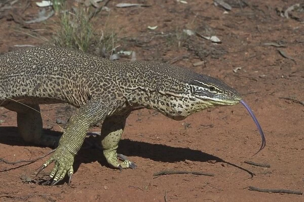 Perentie Goanna  /  Perenty Monitor Lizard - Largest Goanna in Australia. Second largest in the world. Grows up to 2. 5m. To this day a favourite food of Australian aborigines In outback Australian habitat near Lajamanu on the northern edge
