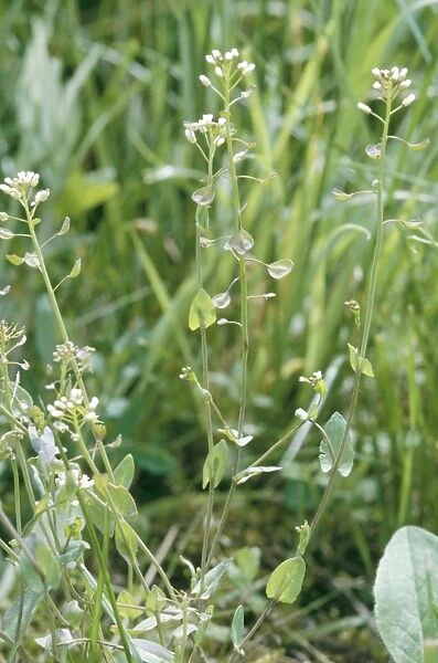 Perfoliate  /  Cotswold Pennycress