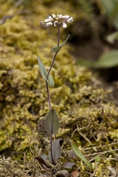 Perfoliate penny-cress (Thlaspi perfoliatum) = (Cotswold penny-cress). V. rare in UK