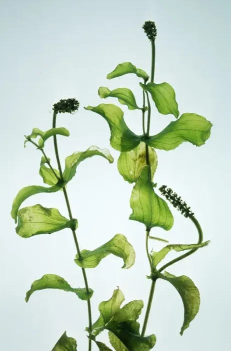 Framed Print : Perfoliate Pondweed Framed Print : Perfoliate Pondweed