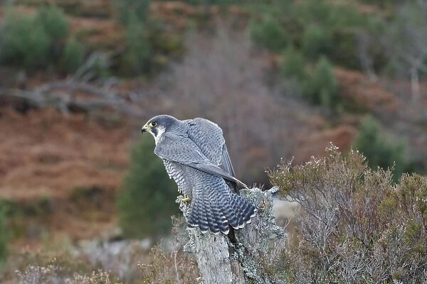 Pergrine Falcon. Scottish Moor - Aviemore - Scotland
