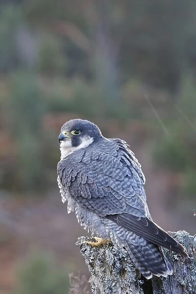 Pergrine Falcon. Scottish Moor - Aviemore - Scotland