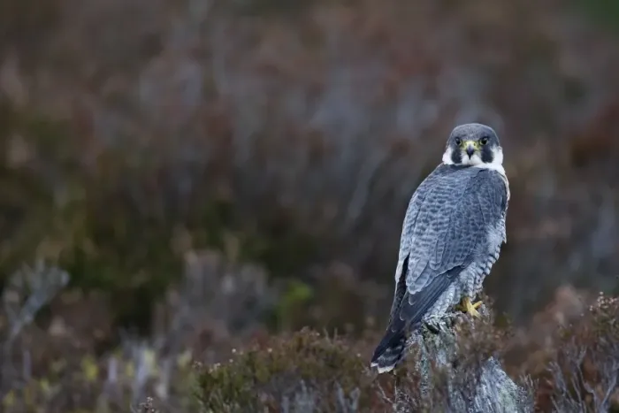 Framed Print : Pergrine Falcon. Scottish Moor - Aviemore - Scotland Framed Print : Pergrine Falcon. Scottish Moor - Aviemore - Scotland