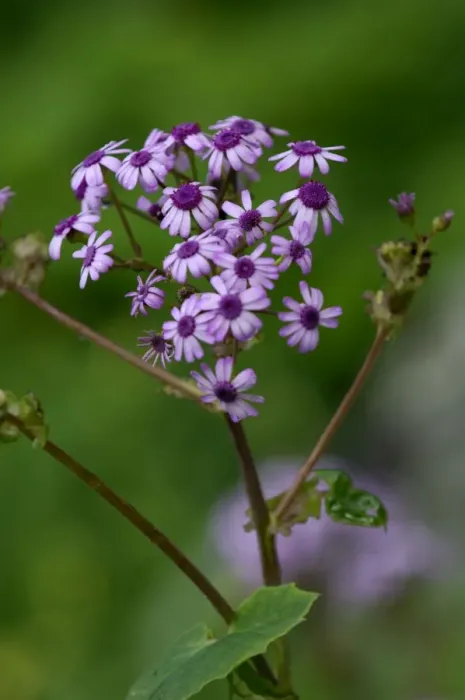 Framed Print : Pericallis webbii - photographed in the wild. Very common in the north of Gran Canaria from the coastal region to the mountains. February Framed Print : Pericallis webbii - photographed in the wild. Very common in the north of Gran Canaria from the coastal region to the mountains. February